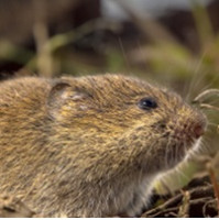 Ministerstva zemědělství a životního prostředí chtějí povolit rozsypávání jedu proti hrabošům na povrch půdy 